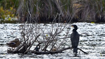 カワウ 鶴ヶ池 2023年12月3日(日)