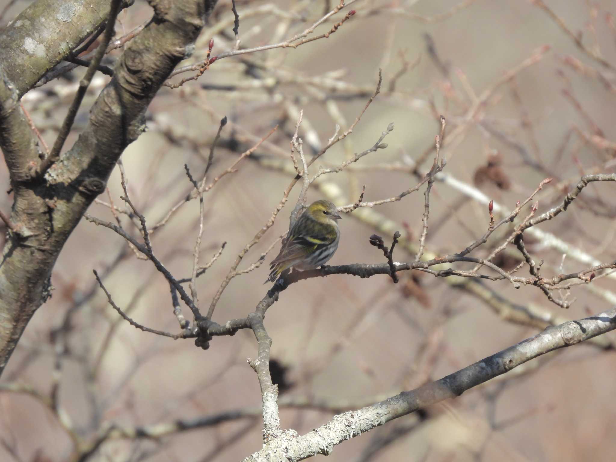 Eurasian Siskin