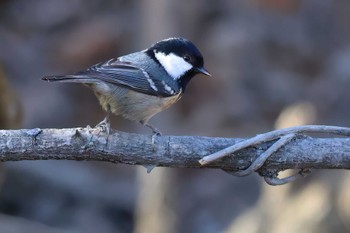 Coal Tit JGSDF Kita-Fuji Exercise Area Sun, 12/10/2023