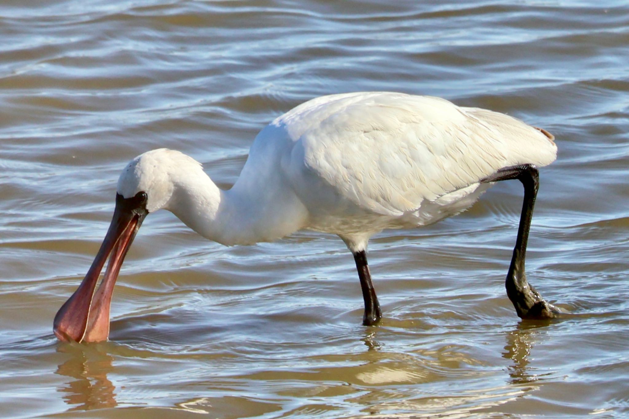 Black-faced Spoonbill