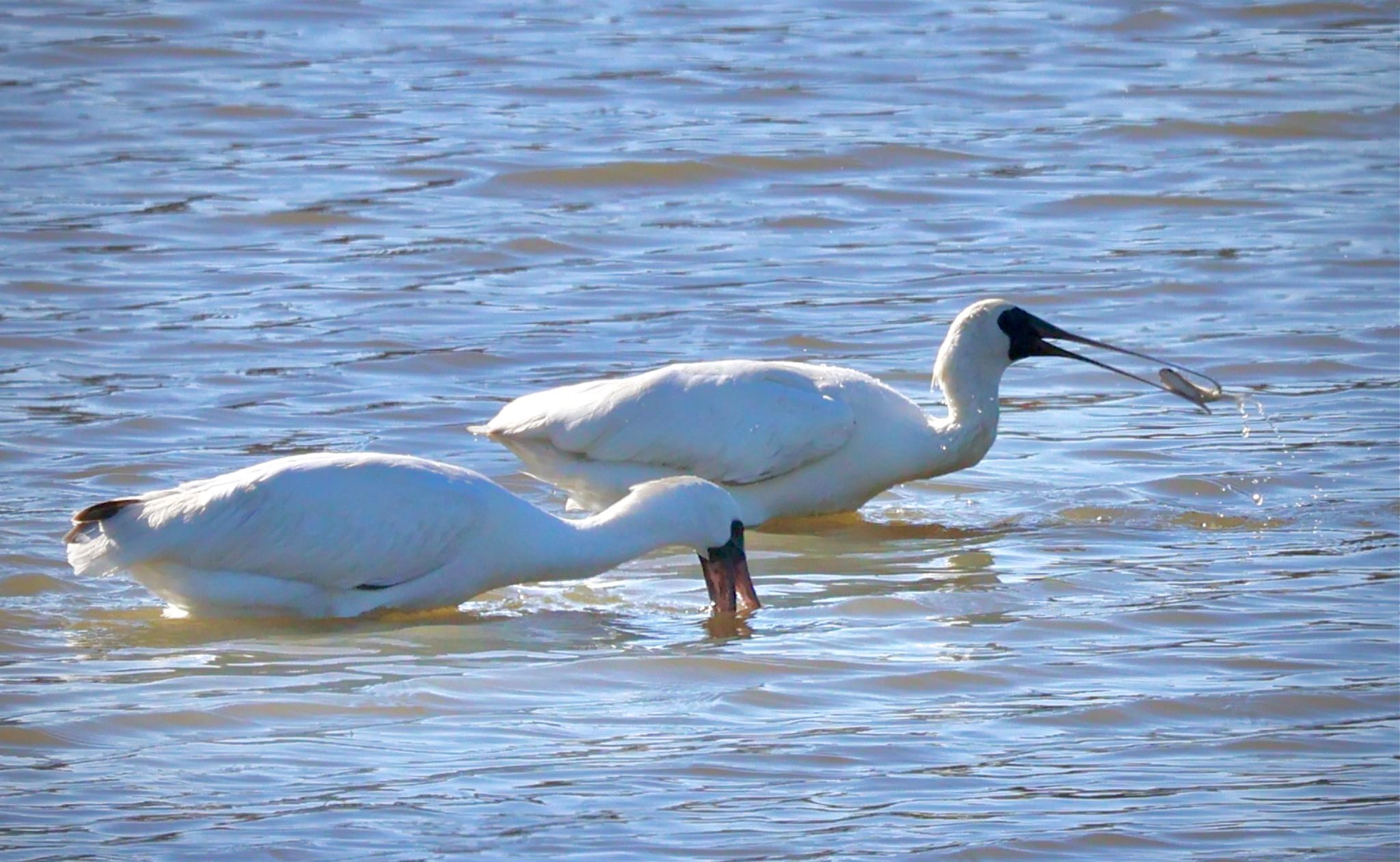 Black-faced Spoonbill