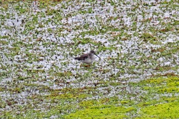 Greater Yellowlegs コロンビア Wed, 12/6/2023