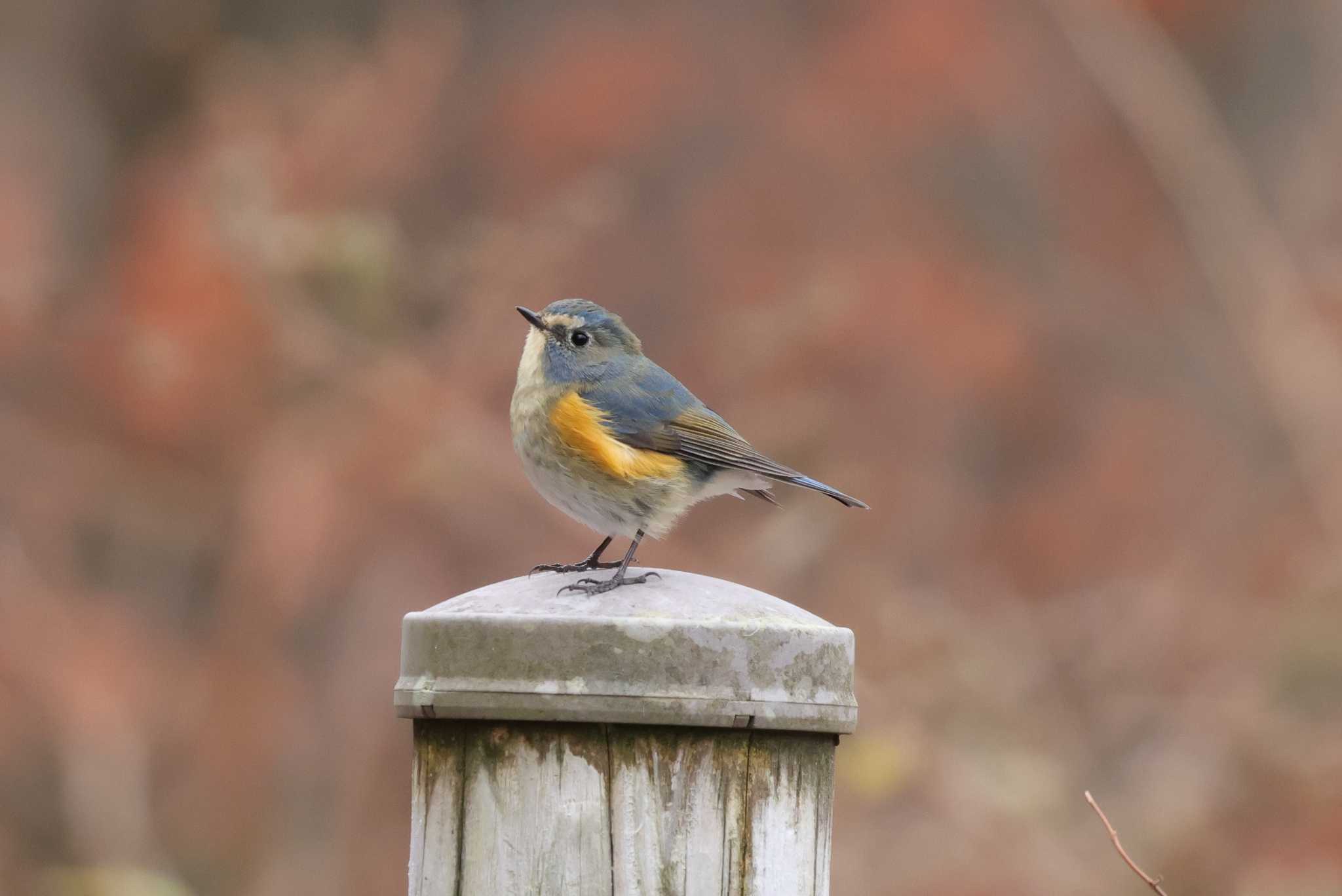 Red-flanked Bluetail