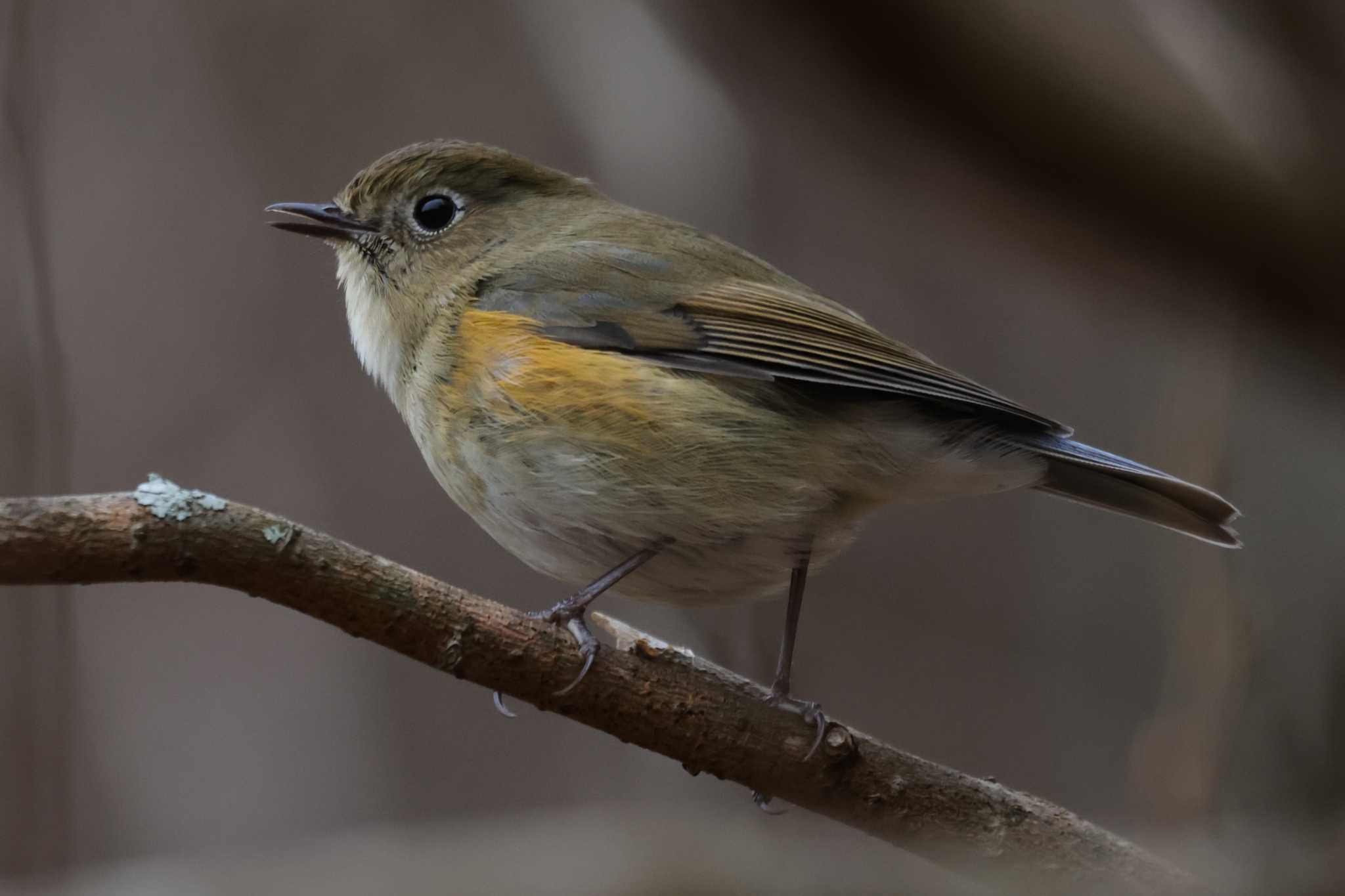 Red-flanked Bluetail