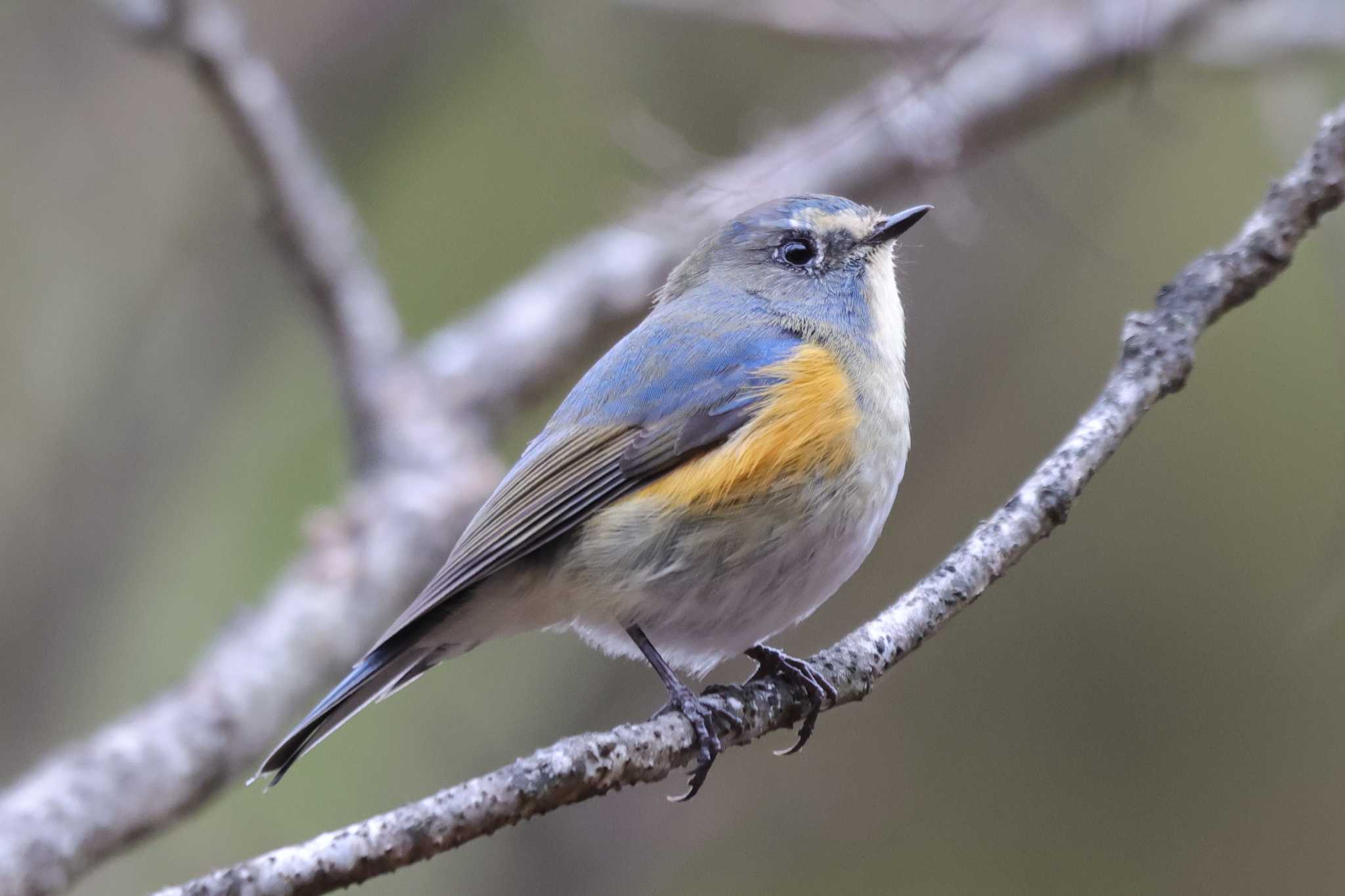 Red-flanked Bluetail