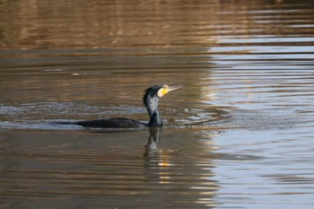 カワウ 境川遊水地公園 2023年12月10日(日)