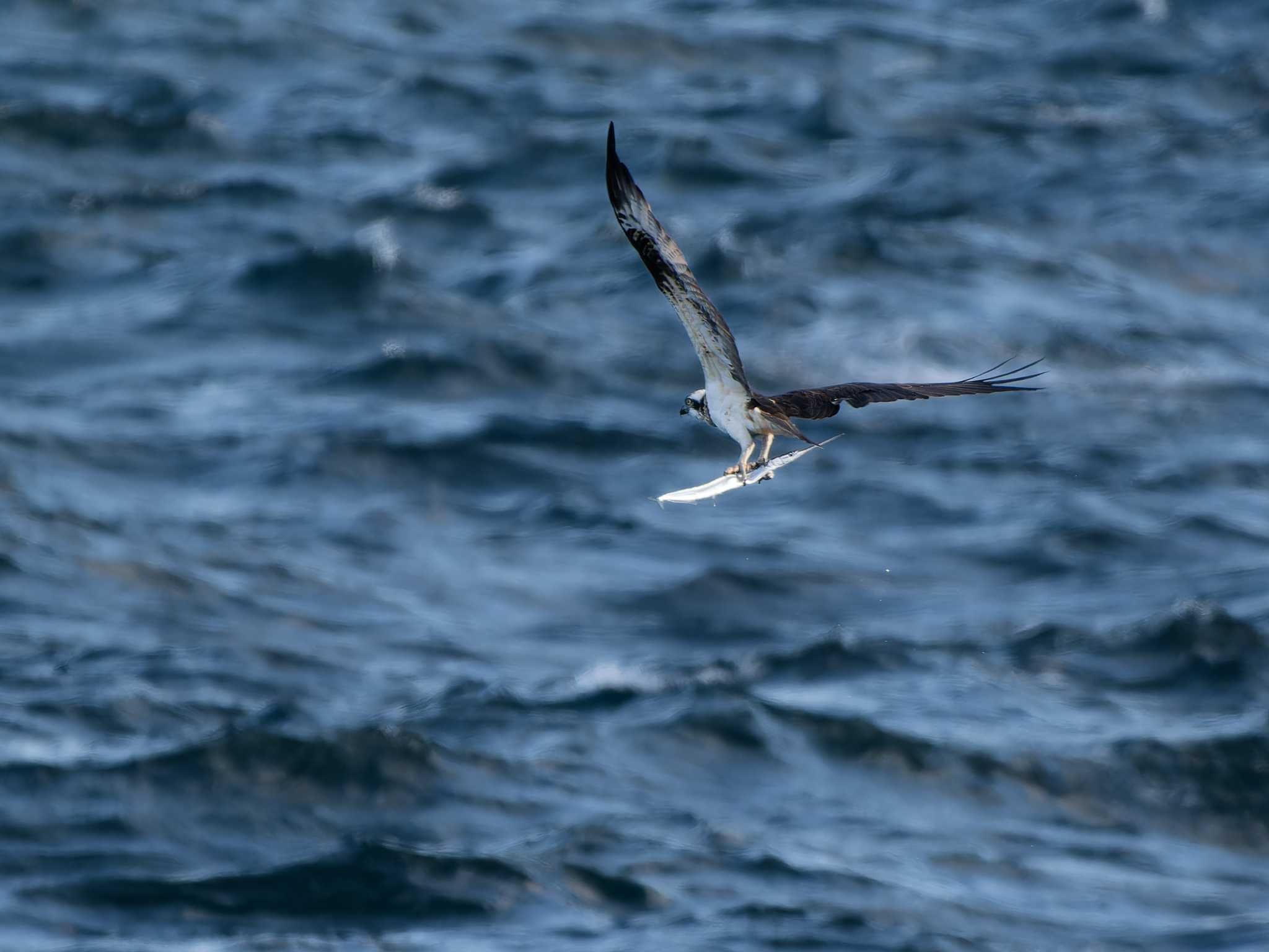 Osprey