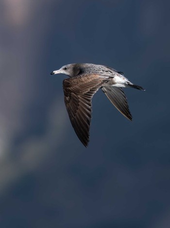 Black-tailed Gull 長崎県 Thu, 12/7/2023