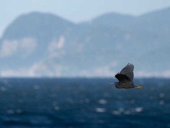 Pacific Reef Heron 長崎県 Thu, 12/7/2023