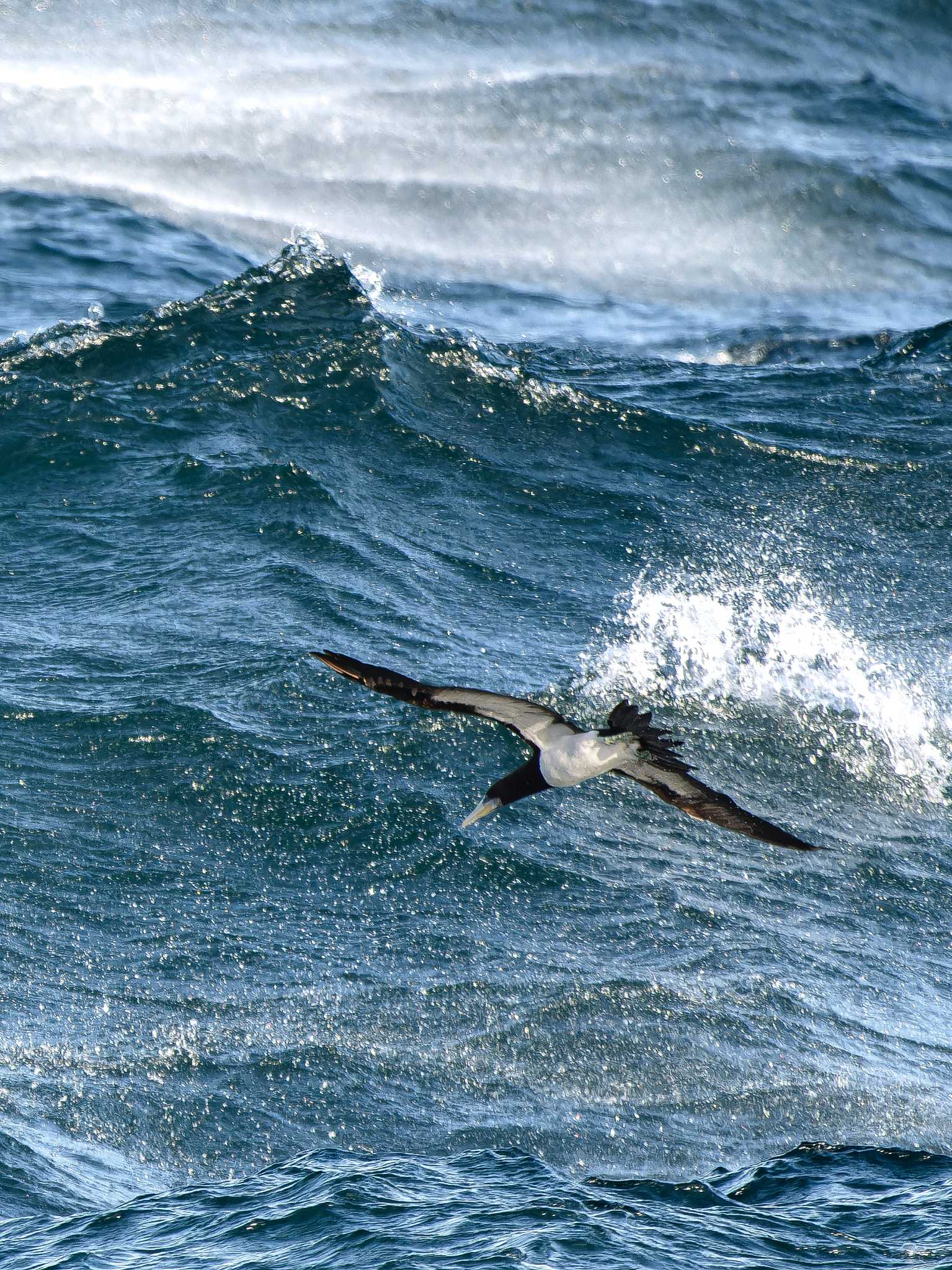 Brown Booby