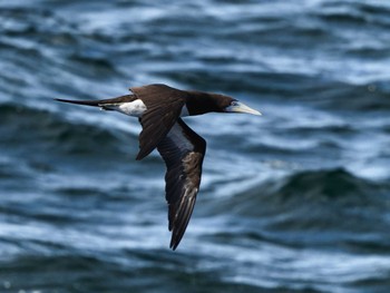 Brown Booby 長崎県 Thu, 12/7/2023