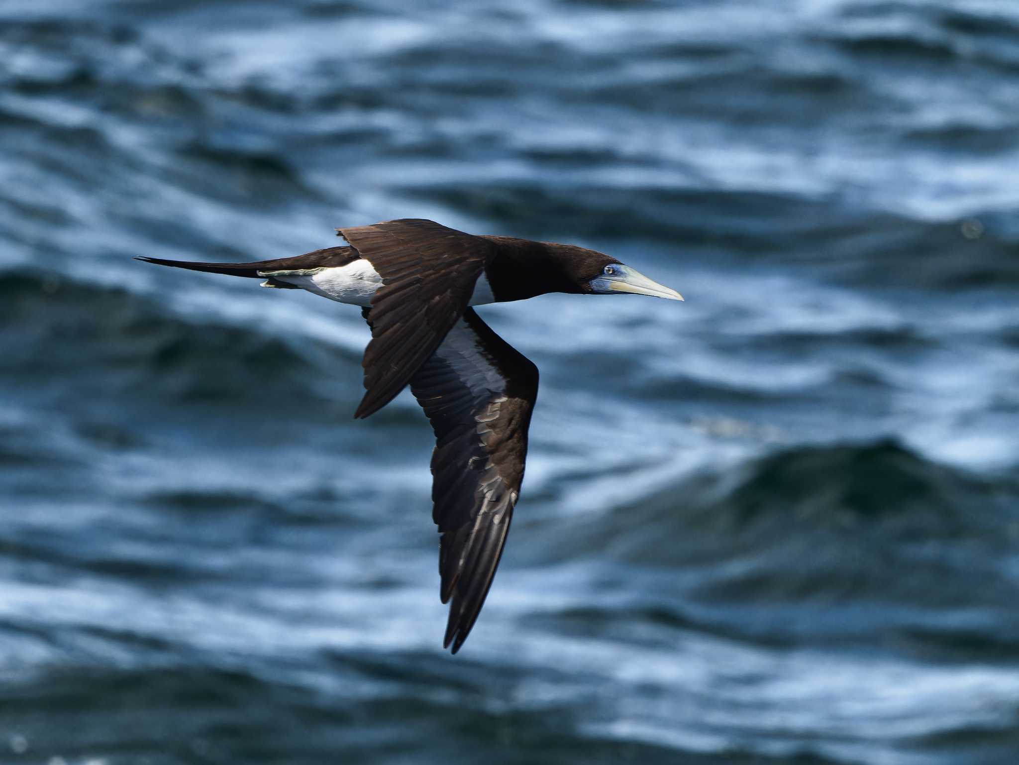 Brown Booby