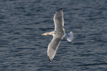 セグロカモメ 日の出三番瀬沿い緑道 2021年12月30日(木)