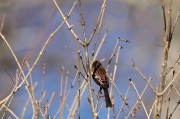 Siberian Long-tailed Rosefinch 乙女高原 Sat, 12/9/2023