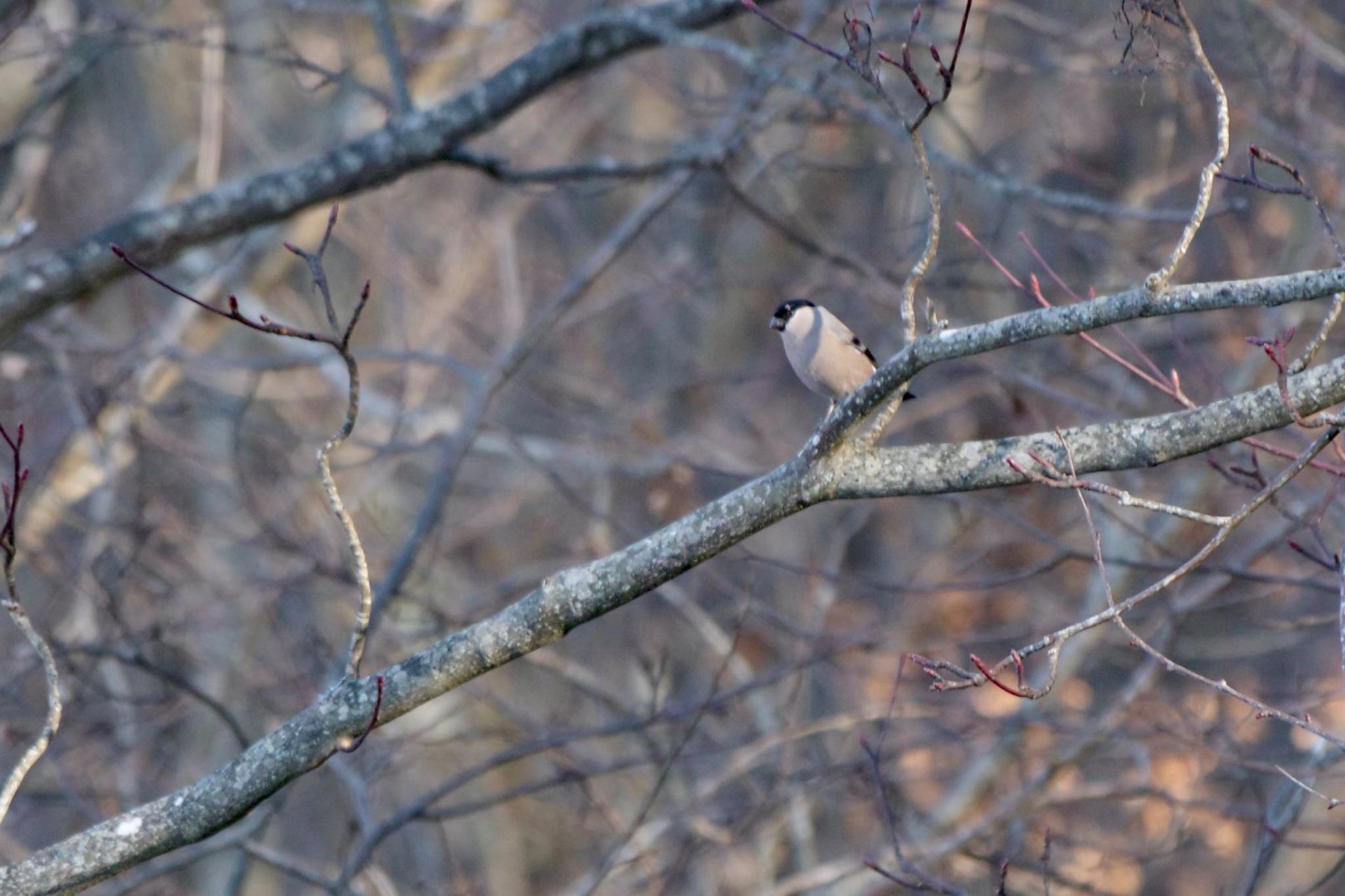 Photo of Eurasian Bullfinch at 鶯宿峠 by 關本 英樹