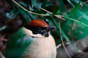 ノドグロヤイロチョウ シドニータロンガ動物園 2018年7月2日(月)