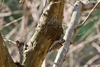 Japanese Pygmy Woodpecker 鶯宿峠 Sun, 12/10/2023