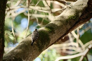 Japanese Pygmy Woodpecker 鶯宿峠 Sun, 12/10/2023