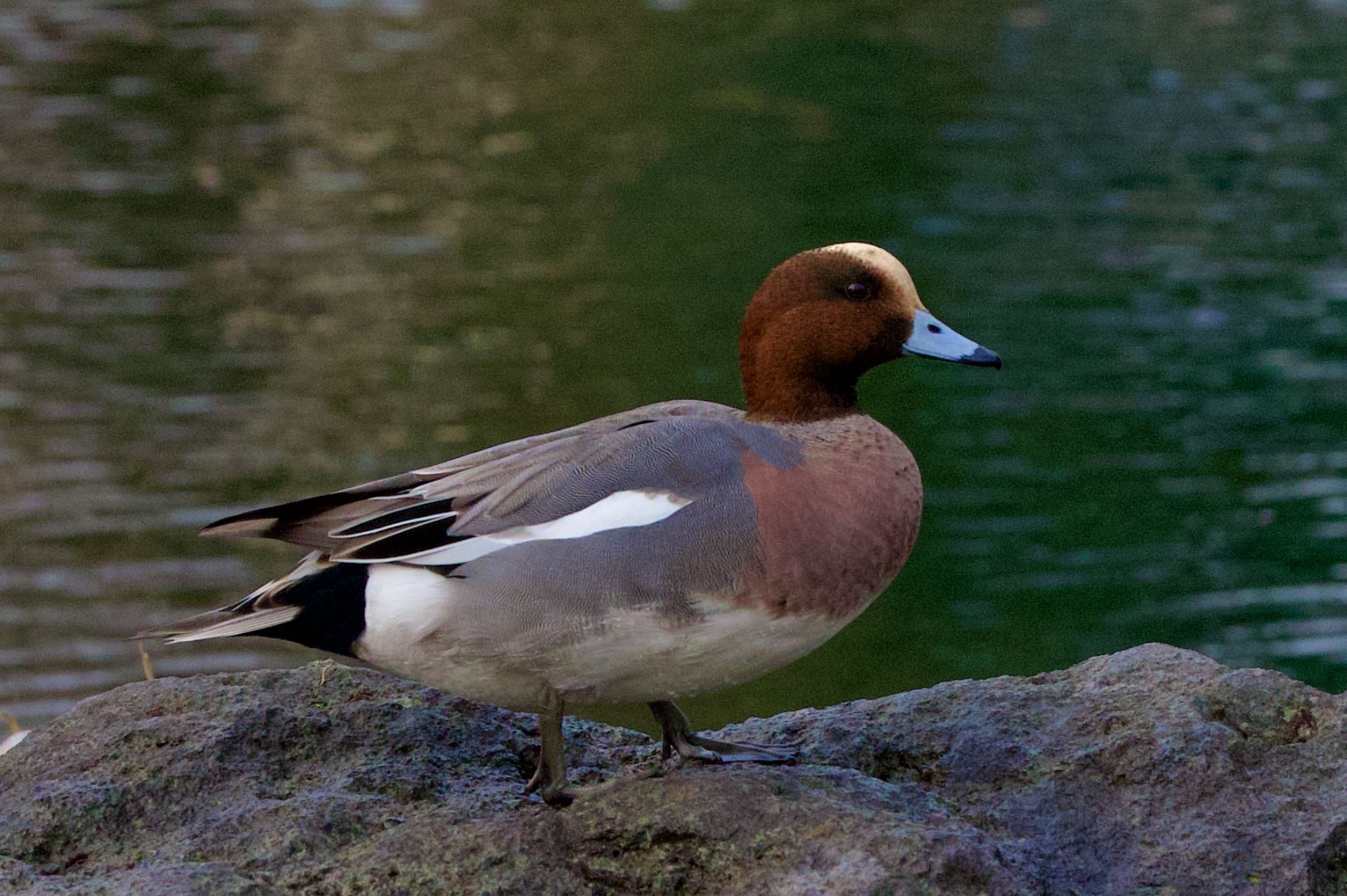 Photo of Eurasian Wigeon at  by ウレシカ