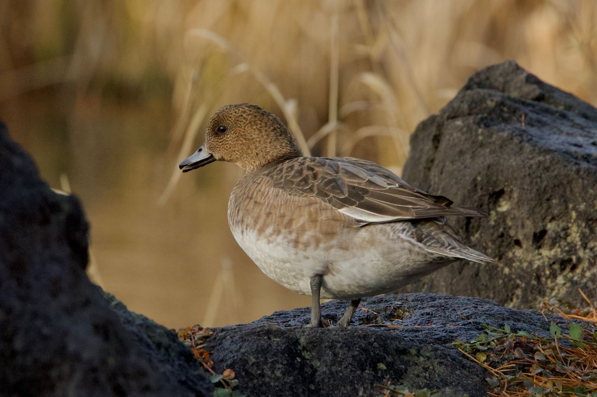 Photo of Eurasian Wigeon at  by ウレシカ