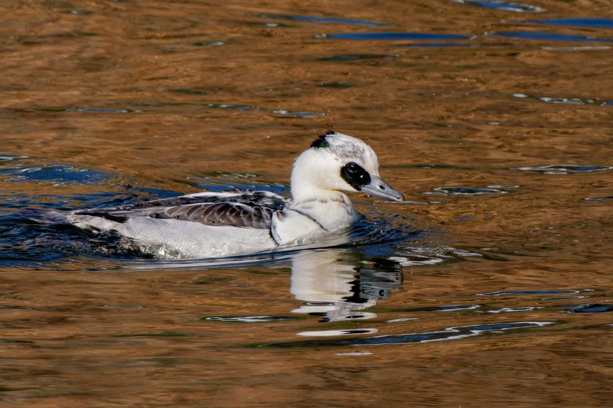 Smew