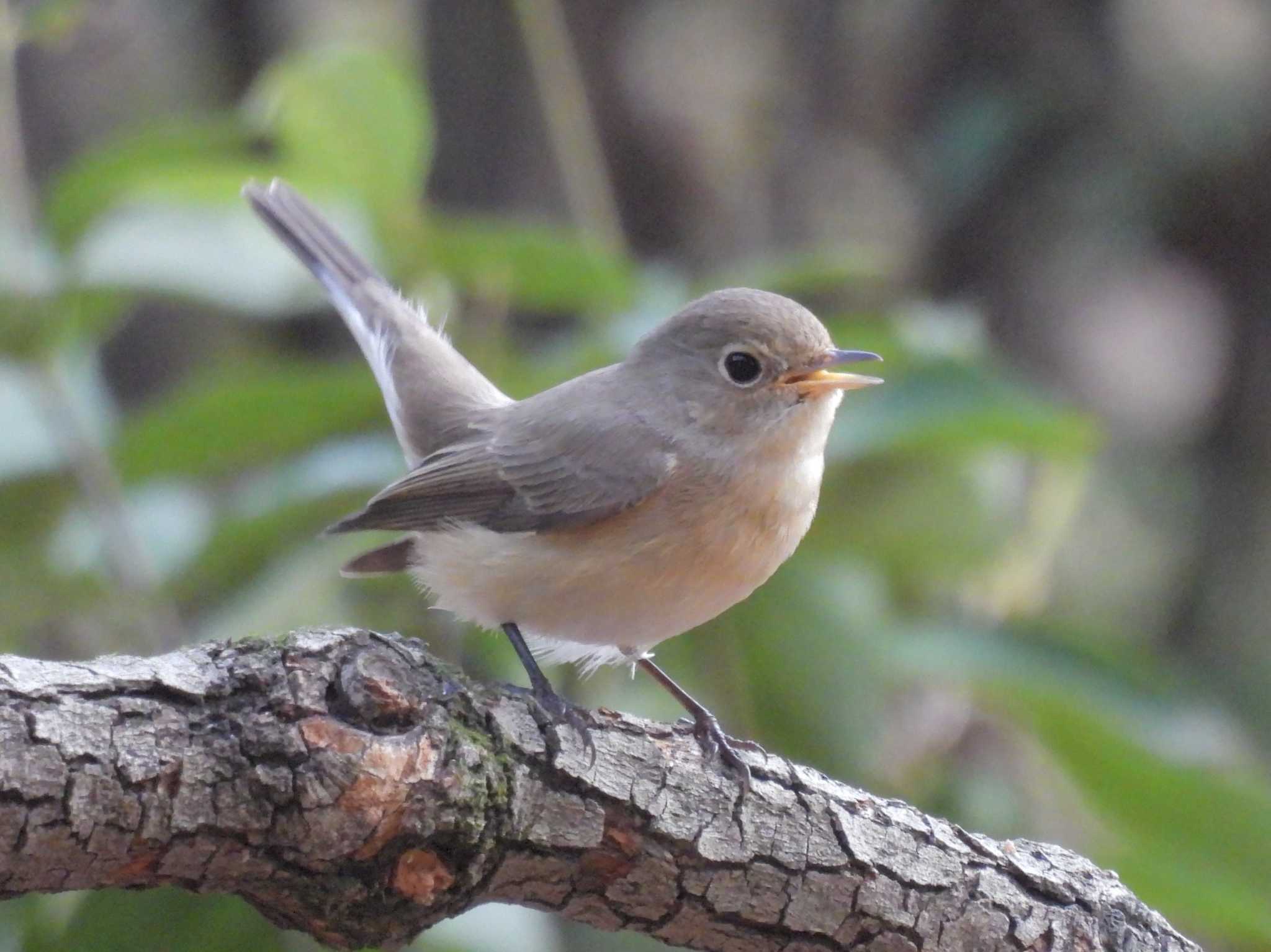 Red-breasted Flycatcher