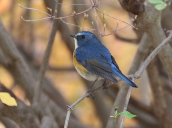 ルリビタキ こども自然公園 (大池公園/横浜市) 2023年12月11日(月)