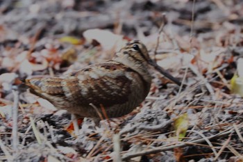 Eurasian Woodcock 兵庫県神戸市 Mon, 12/11/2023