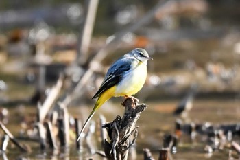 キセキレイ 北本自然観察公園 2023年12月10日(日)