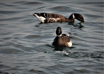 Brant Goose 志津川湾 Sun, 12/10/2023