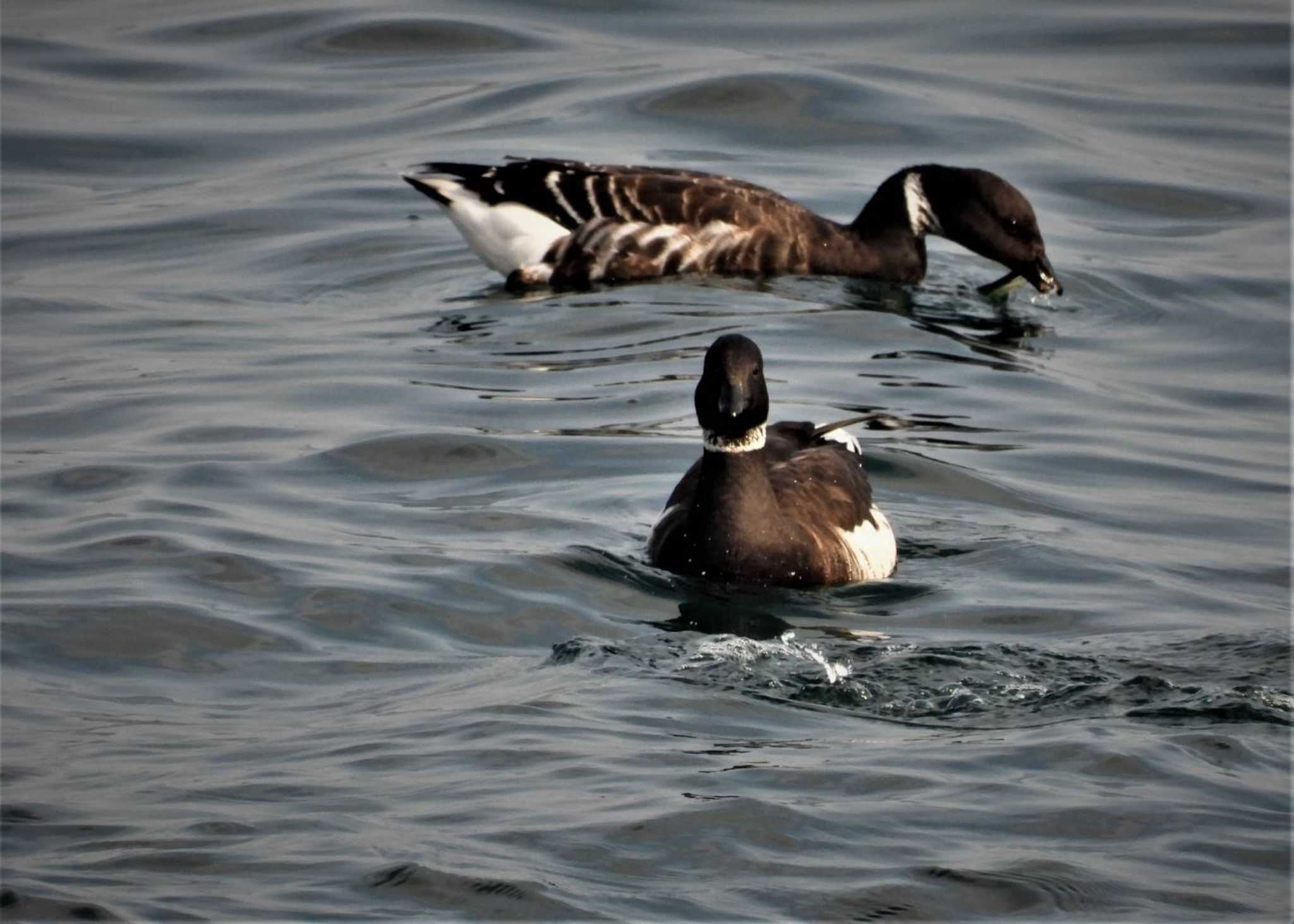 Brant Goose