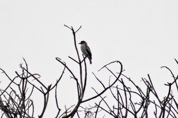 Black-crowned Tityra コロンビア Thu, 12/7/2023