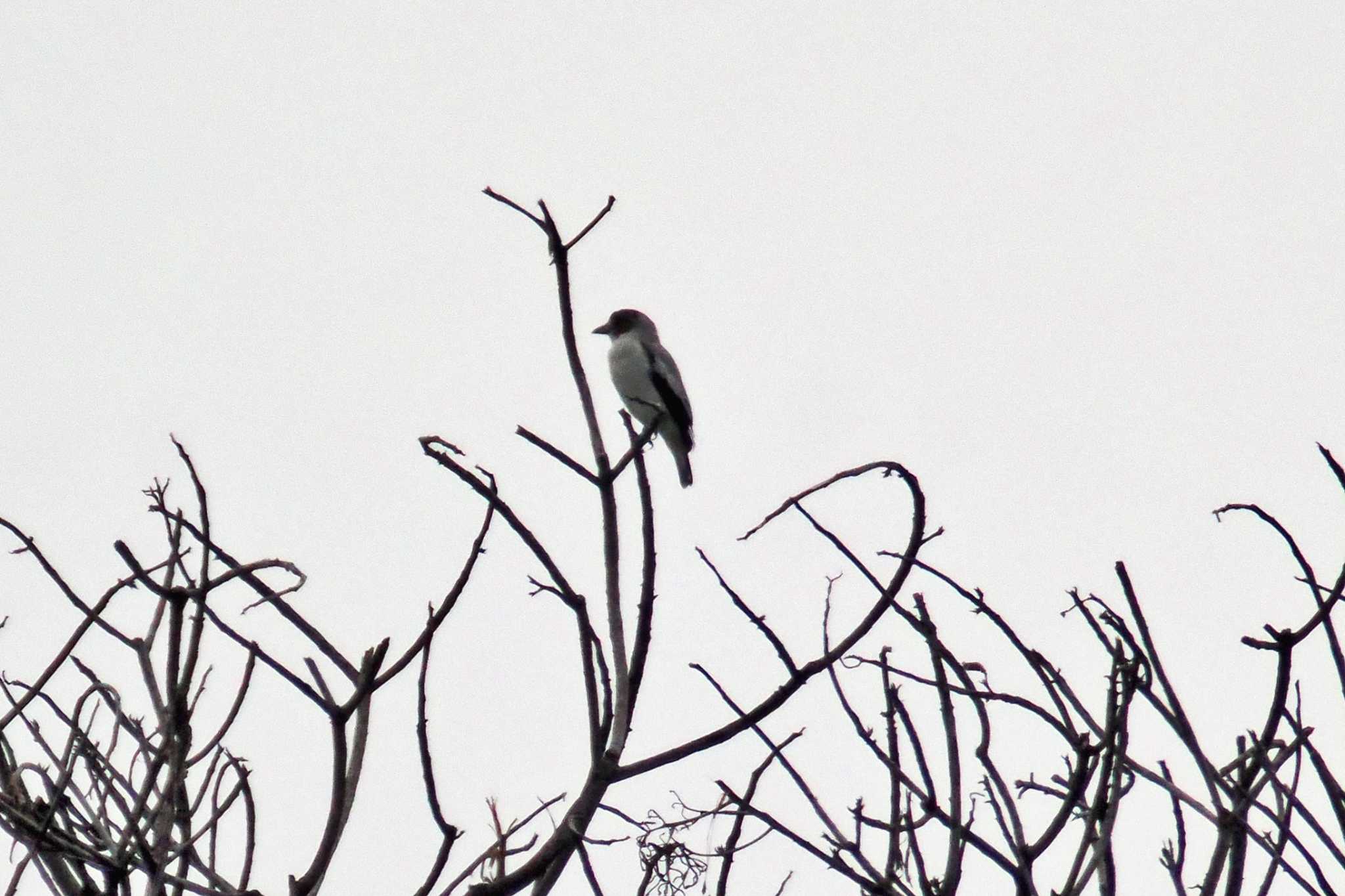 Photo of Black-crowned Tityra at コロンビア by 藤原奏冥