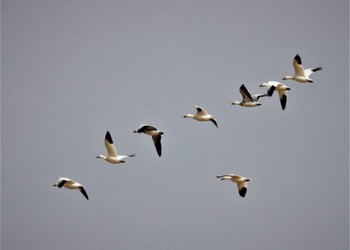 2023年12月10日(日) 伊豆沼の野鳥観察記録