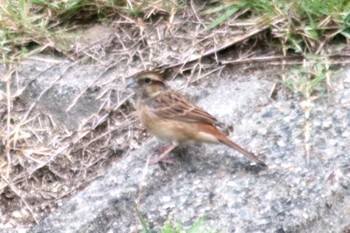 Meadow Bunting 和歌山市六十谷付近の紀ノ川 Tue, 10/16/2018