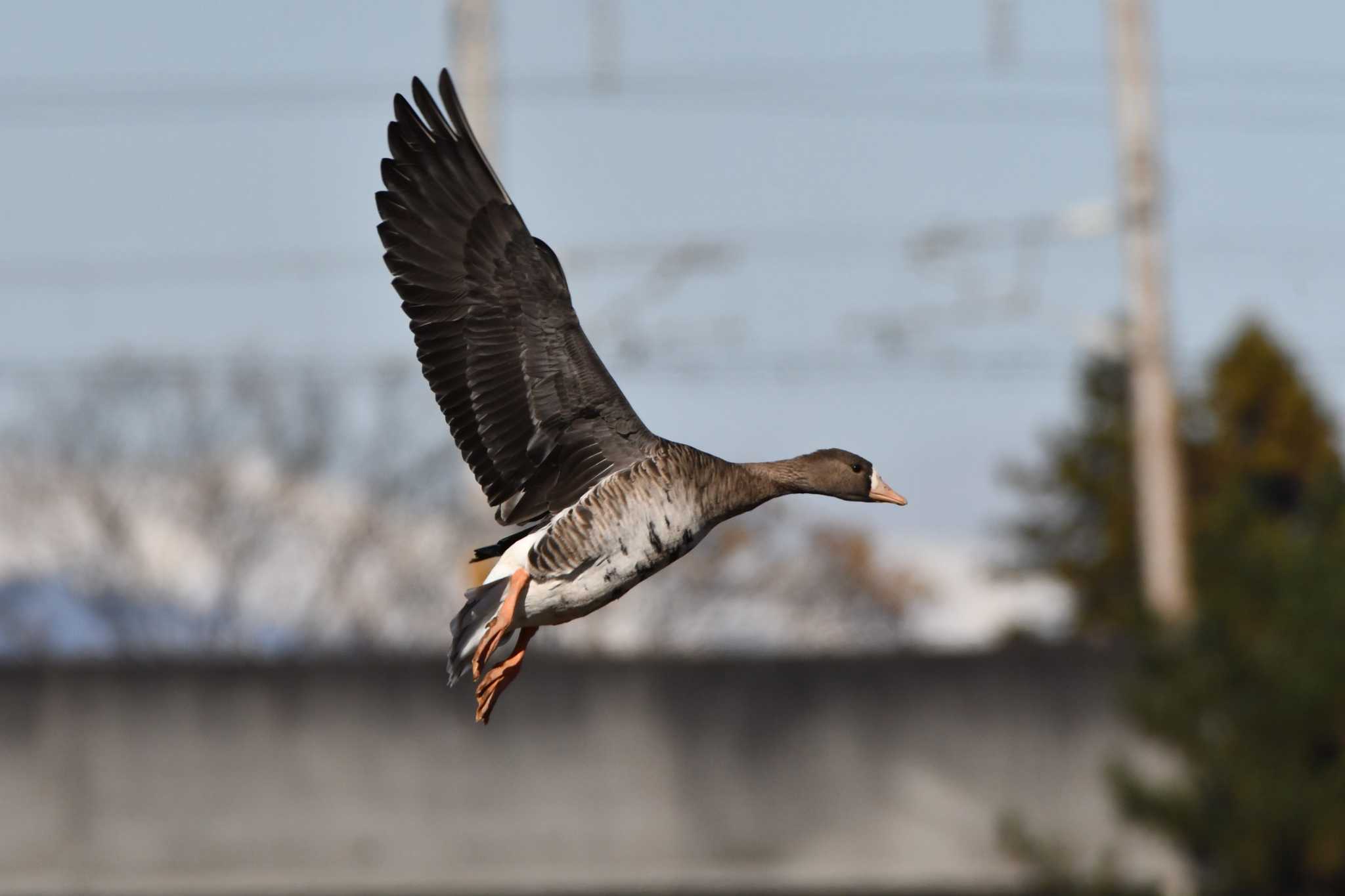 Greater White-fronted Goose