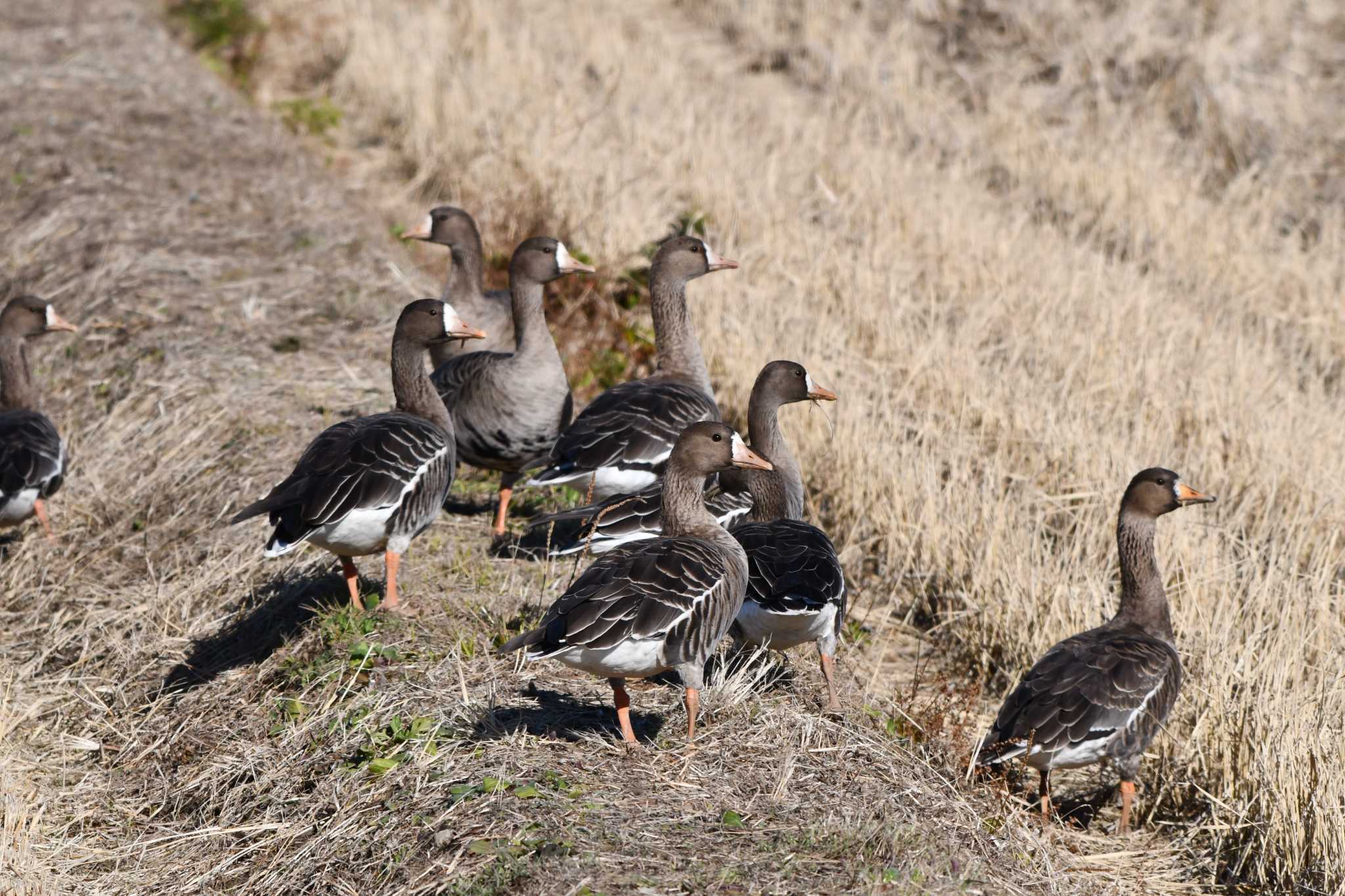 Greater White-fronted Goose