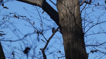 コゲラ 生田緑地 2023年12月9日(土)