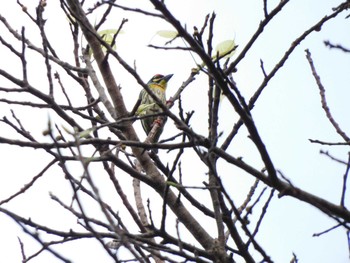 Coppersmith Barbet Saigon Zoo and Botanical Gardens Mon, 12/4/2023