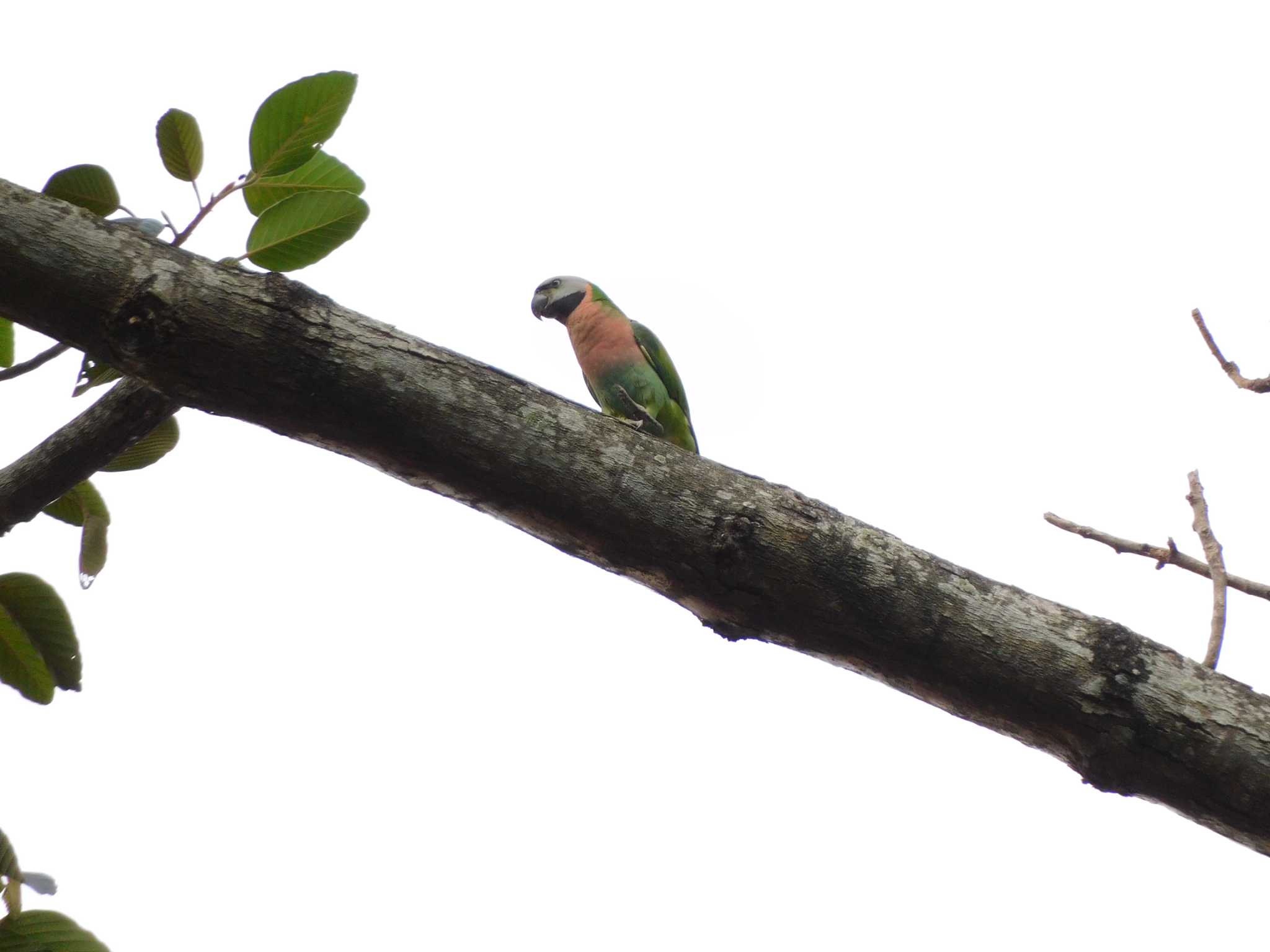 Photo of Red-breasted Parakeet at Saigon Zoo and Botanical Gardens by mkmole