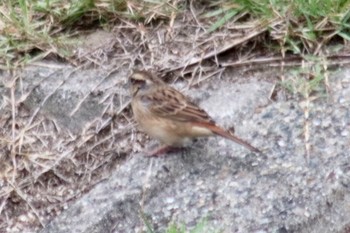 Meadow Bunting 和歌山市六十谷付近の紀ノ川 Tue, 10/16/2018