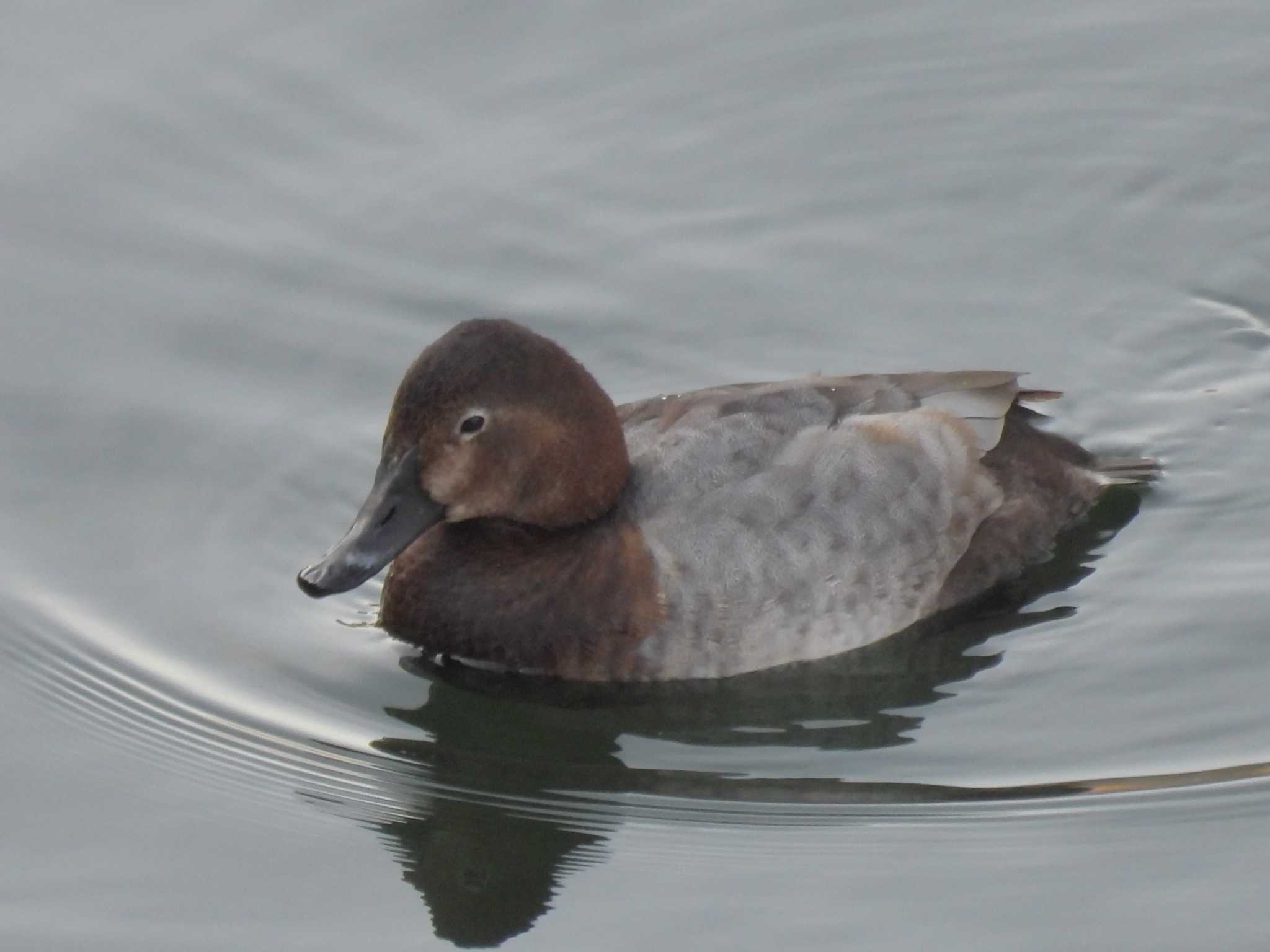 Common Pochard