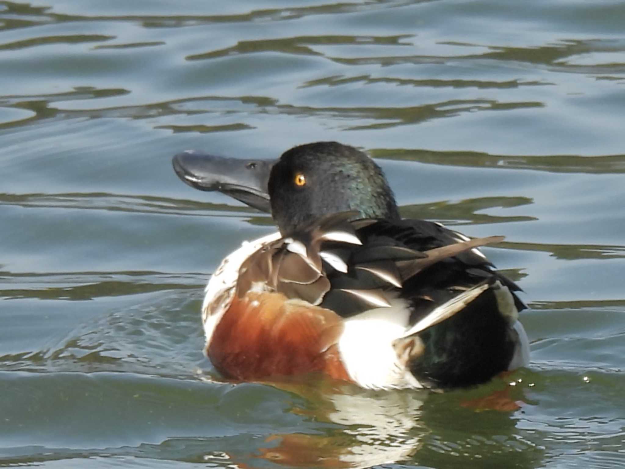 Northern Shoveler