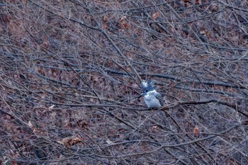 2023年12月9日(土) 北杜市の野鳥観察記録