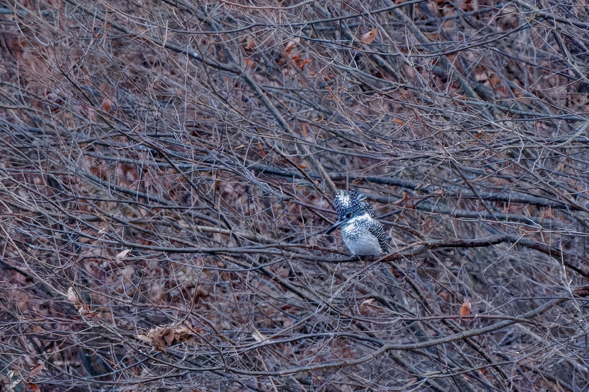 Crested Kingfisher