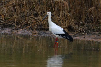 コウノトリ 渡良瀬遊水地 2023年12月11日(月)