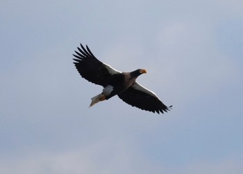 Steller's Sea Eagle 湧別川 Sun, 12/10/2023