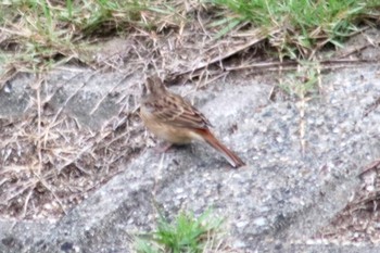 Meadow Bunting 和歌山市六十谷付近の紀ノ川 Tue, 10/16/2018