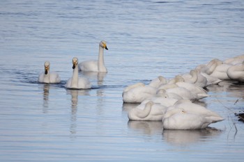 Whooper Swan サロマ湖 Sun, 12/10/2023