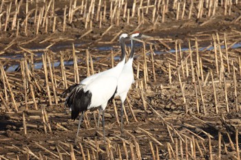 Red-crowned Crane 湧別川 Sun, 12/10/2023